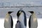 March of emperor penguins