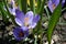 In March, the first lilac crocus bloomed