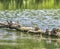 March of the turtles at El Dorado East Regional Park