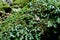 Marchantia polymorpha common liverwort or umbrella liverwort