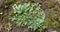 Marchantia polymorpha L. is a species of the class Hepaticae & x28;liverwort& x29;