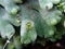Marchantia polymorpha L. is a species of the class Hepaticae (liverwort) which is used as a traditional medicinal plant.