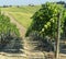 Marches (Italy): summer landscape