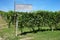 Marchesi di Barolo winery sign and green vineyards in Italy