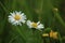 Marco, blooming daisies and buttercups in the summer.