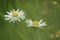 Marco, blooming daisies in the summer.