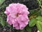 Marco Photo of a pink rose bush garden in garden