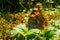 Marco Photography of a beautiful Butterfly sitting in the grass, Butterfly macro image