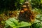 Marco Photography of a beautiful Butterfly sitting in the grass, Butterfly macro image