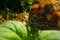 Marco Photography of a beautiful Butterfly sitting in the grass, Butterfly macro image