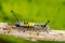 Marco photography-hairy yellow caterpillars crawling