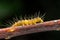 Marco photography-hairy yellow caterpillars crawling