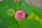 Marco Pink Lotus Flower with green background