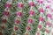 Marco Spines of a Rainbow Hedgehog Cactus or Echinocereus rigidissimus Engelm. Rose or Arizona Cactus Rainbow on