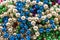 Mardi Gras Beads closeup