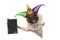 Mardi gras carnival pug dog with harlequin jester hat, venetian mask and decorated blackboard sign