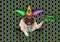 mardi gras, fat tuesday, background, with harlequin pug dog holding venetian mask, wearing harlequin jester hat