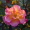 \\\'Mardi Gras\\\' Floribunda Rose in Bloom.