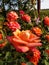 Mardi Gras Floribunda Rose. Rosa `Mardi Gras`, aka JACfrain. Rosa `Britannia`