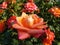 Mardi Gras Floribunda Rose. Rosa `Mardi Gras`, aka JACfrain. Rosa `Britannia`
