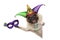 Mardi gras pug dog with carnival jester hat, venetian mask, harlequin jester hat and beads necklaces