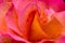 Mardi Gras Rose Flower Macro