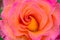 Mardi Gras Rose Flower Swirl