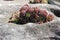 Mardi Grass Aeonium Succlent growing on Rocks