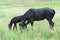 Mare with black colt on meadow