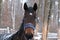 Mare in a blanket. Portrait of a Westphalian bay mare head in a blue halter against a background of snow-covered trees