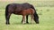 Mare and brown foal breastfeeding in the field