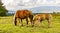 A Mare and a Colt Grazing in a Meadow