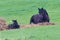 Mare and colt lying down resting in green meadow
