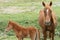 Mare and Colt in a Meadow