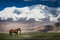 Mare and colt on a meadow