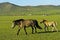 Mare with colt on a pasture