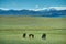 Mare with a cute foal on the pasture, Mongolian landscape