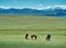 Mare with a cute foal on the pasture, Mongolian landscape