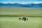 Mare with a cute foal on the pasture, Mongolian landscape