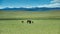 Mare with a cute foal on the pasture, Mongolian landscape