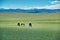 Mare with a cute foal on the pasture, Mongolian landscape