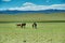 Mare with a cute foal on the pasture, Mongolian landscape