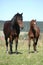 Mare of czech sport pony with its foal