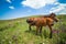 Mare feeding colt