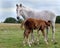 Mare feeding foal