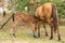 Mare feeding foal with milk