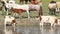 Mare feeding foal with milk