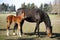 Mare with few weeks old foal on pasture close-up