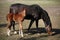 Mare with few weeks old foal on pasture close-up