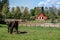 Mare and Filly Grazing in a Meadow